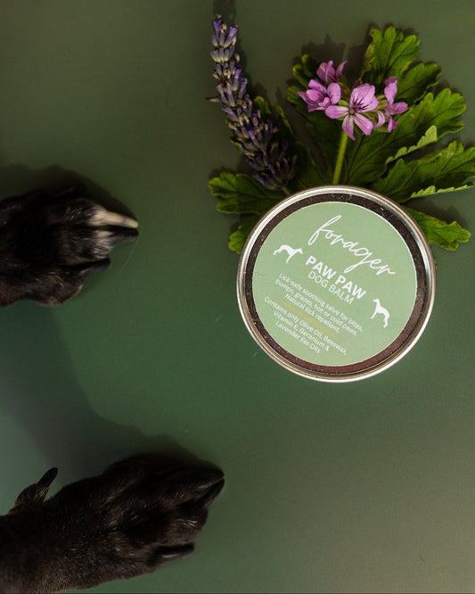 Paw Paw - Dog Balm