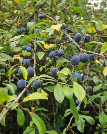 The Sloe Gin Harvest